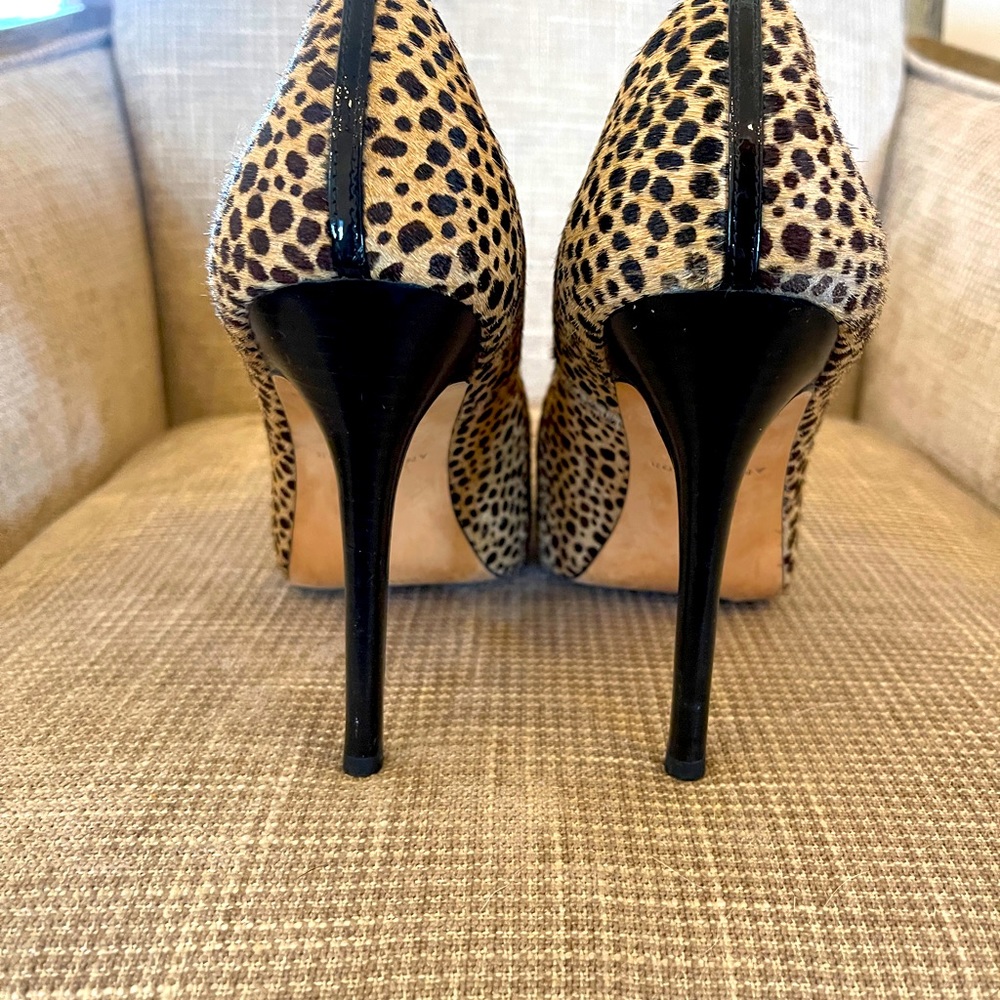 Ann Taylor Animal Print